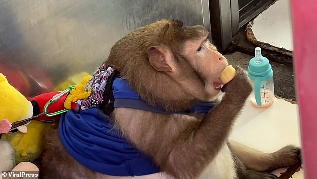 Under new laws coming into place on April 6, owners will have to prove they can keep monkeys and primates to high 'zoo-level standards' as well as requiring a licence