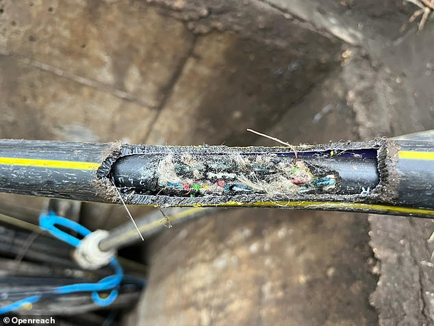 A cable gnawed through by a rat in Tring. The inner fibres are thought to make ideal materials for rat nests