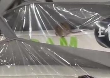 Primark shopper baffled after spotting mouse scurrying around inside a pillow bag at store