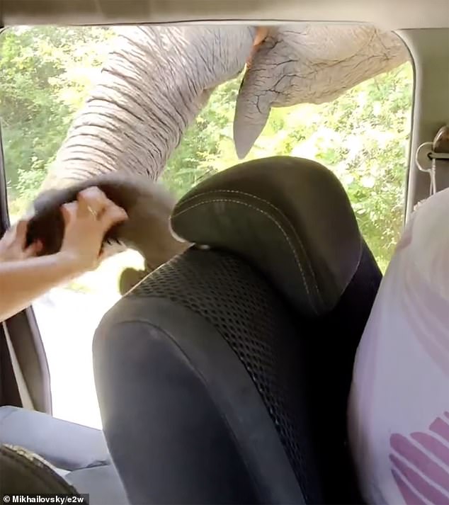 Lilya said: 'We almost lost our lives...Just a couple of minutes earlier I was recording a video, completely unaware that a sweet feeding moment would turn into such chaos'