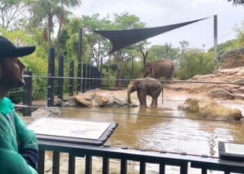 Katie Price’s husband Lee accused of faking saving ELEPHANTS with claims he was sponsoring Australian zoo