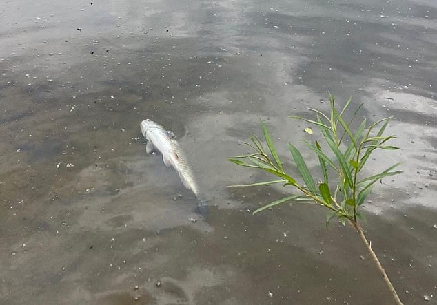 A dead salmon lies in the murky waters of a polluted River Wye. For centuries, a stroll there almost guaranteed the sight of a leaping salmon. No longer
