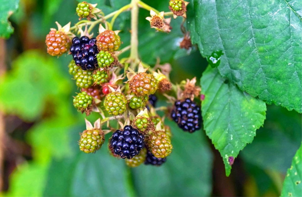Close-up of ripening wild blackberries on a branch.