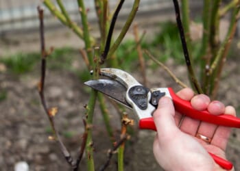 Eight tips to keep busy and help cultivate the perfect winter garden