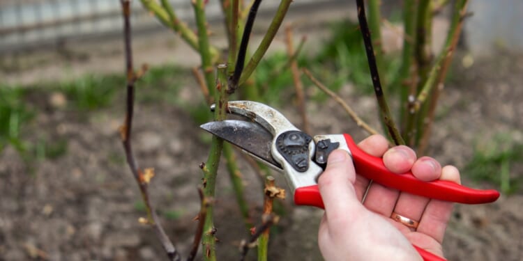 Eight tips to keep busy and help cultivate the perfect winter garden