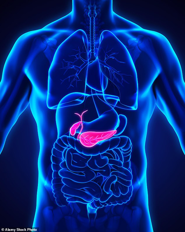 A graphic showing the location of the gallbladder (small sac in red on left) and pancreas (bigger organ beneath in red)