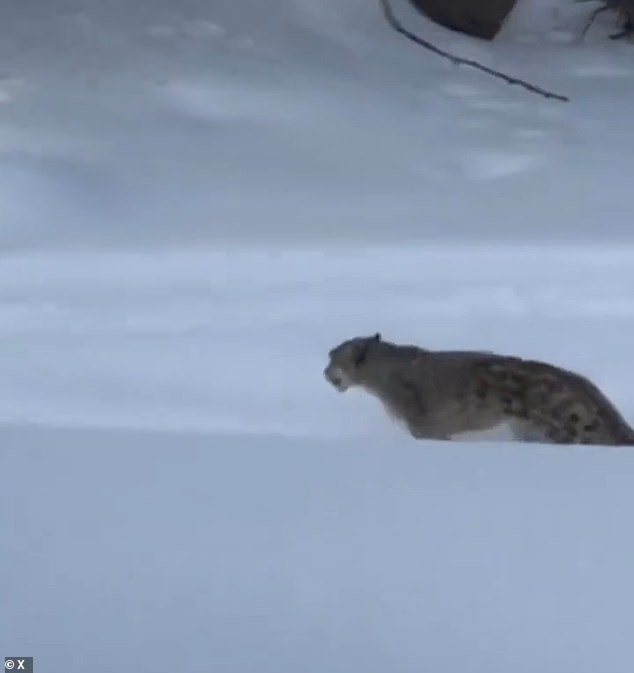 The animal pounced on the woman and mauled her face before being chased away by a ski instructor waving his poles at the beast