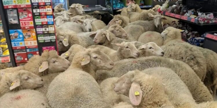 Bizarre moment flock of sheep storm supermarket with ewes causing havoc knocking over glass bottles and pooing in aisles