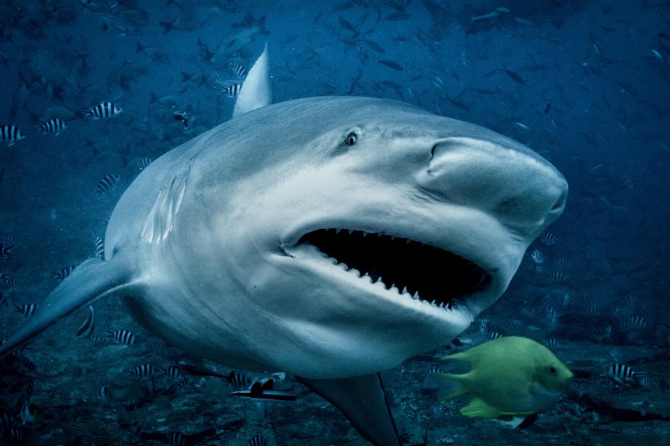 Bull shark (Carcharhinus leucas), swimming towards camera, underwater view, Beqa Lagoon, Beqa, Fiji