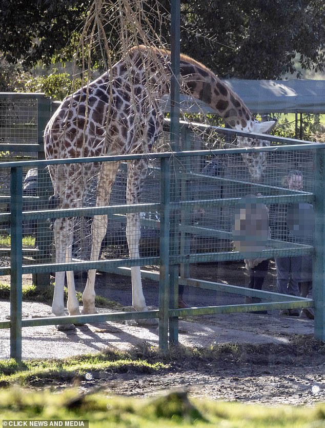Cheryl Tweedy's son Bear fed the giraffes during the safari experience