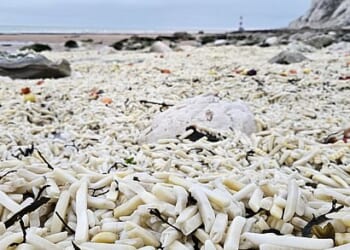 In some places there were more than two feet of chips piled on Falling Sands beach in East Sussex