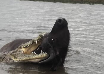 The crocodile erupted out of the murky water and attacked the massive horned buffalo