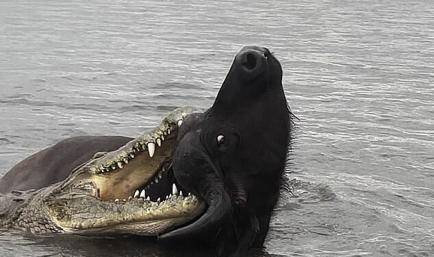 The crocodile erupted out of the murky water and attacked the massive horned buffalo