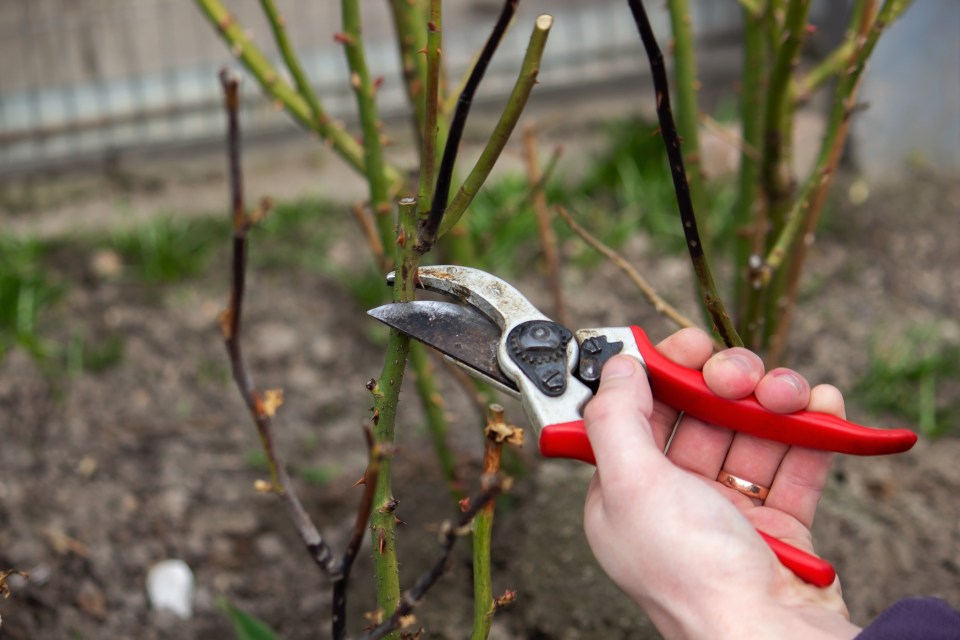 A hand holding red secateurs prunes a rose bush.