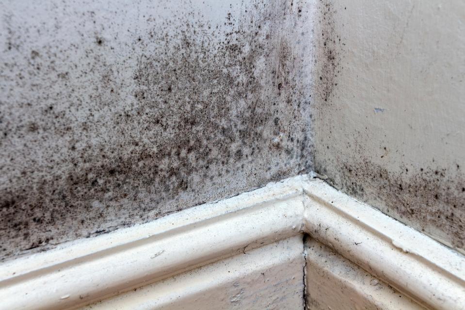 Black mold growing on the walls, skirting boards, and floor of a rented house in the UK.