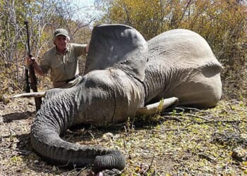 An unnamed British hunter poses with a dead African elephant. Labour has planned to ban the import of big game hunting