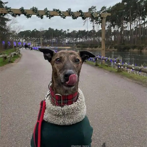 A brindle dog in a green coat and plaid collar licks its nose on a path lined with festive lights.