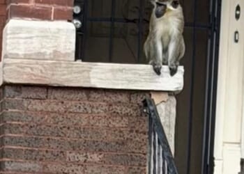 Residents of St. Louis were warned about monkeys loose on the north side of the city by officials on January 9