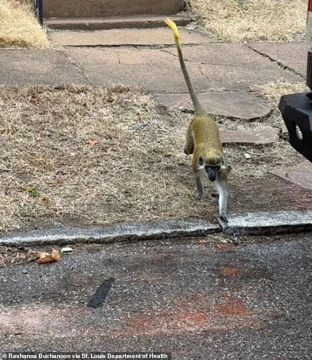 Vervet monkeys were spotted roaming around in the area of O'Fallon Park. Officials urged residents to stay away due to the animals unpredictable and possibly aggressive behaviour