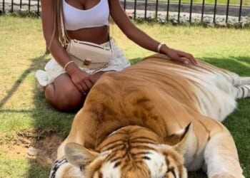 The good times for Walker included a trip to Dubai where she was pictured stroking a chained big cat