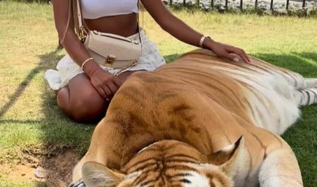 The good times for Walker included a trip to Dubai where she was pictured stroking a chained big cat