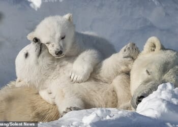 Polar bear cubs have been pictured cuddling up with their mum while she takes a nap in the snow