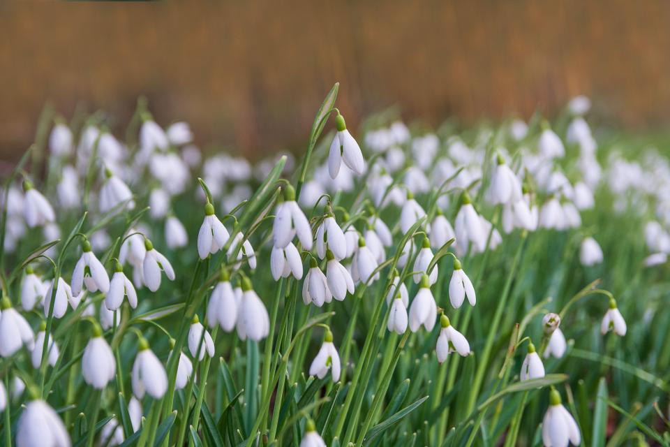 Drifts of naturalized snowdrops emerging.