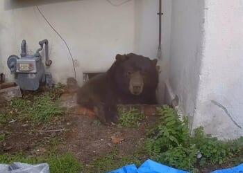 A 550-pound bear living under a California home has finally be evicted after taking up residence over a month ago