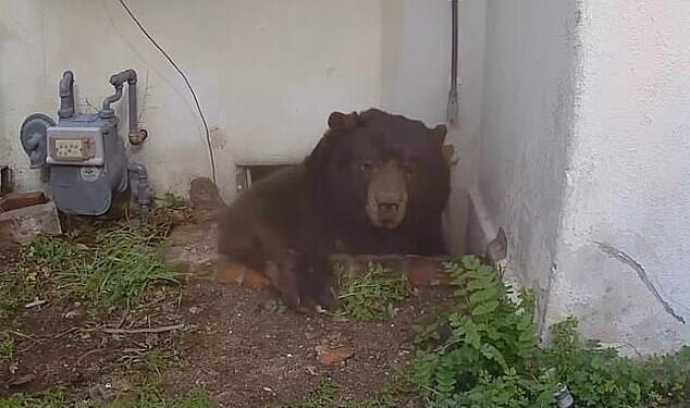 A 550-pound bear living under a California home has finally be evicted after taking up residence over a month ago