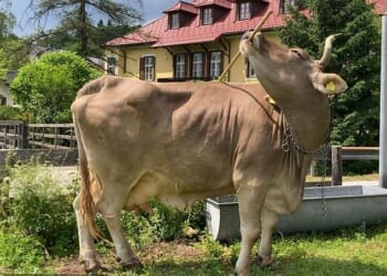 Veronika, a brown Swiss cow from the Austrian village of Carinthia, shocked researchers with the first documented case of a cow working out how to scratch itself with a stick