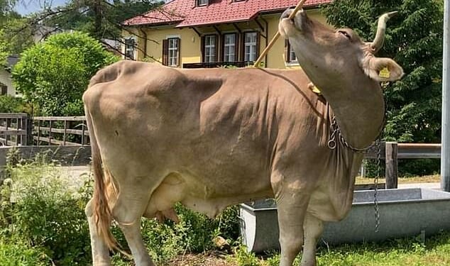 Veronika, a brown Swiss cow from the Austrian village of Carinthia, shocked researchers with the first documented case of a cow working out how to scratch itself with a stick