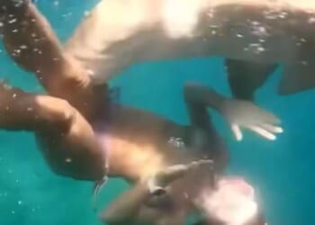 The footage shows several sharks swimming around the woman before a nurse shark suddenly bites her leg