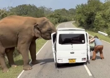 A three-tonne elephant in Sri Lanka is seen approaching the family inside the Suzuki