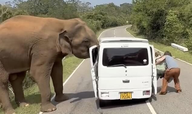 A three-tonne elephant in Sri Lanka is seen approaching the family inside the Suzuki