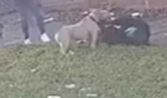 Distressing footage shows the moment a woman was set upon by a 'Bully-type' dog and forcefully dragged to the ground in Bolton, Greater Manchester