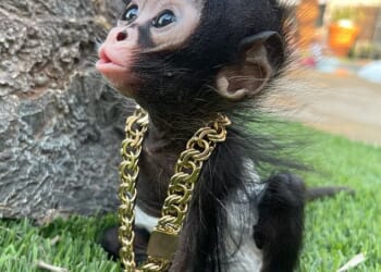 Thousands of pet monkeys could be seized and killed as a ban on keeping the animals looms