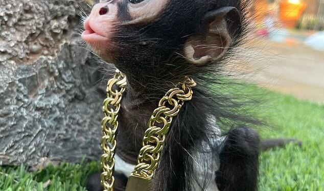 Thousands of pet monkeys could be seized and killed as a ban on keeping the animals looms