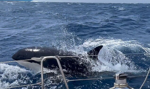 The 'Gladiator' pod attacking boats in the Strait of Gibraltar is speaking its own unique language, scientists have found. Pictured, an orca encroaches upon a sailing boat during an hour–long attack off the coast of Morocco, 2023