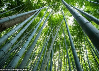 Bamboo is the fastest growing plant in the world with an impressive range of hidden health benefits