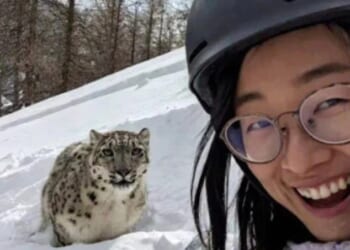 This is the chilling selfie a skiing tourist took with a rare snow leopard just moments before it mauled her face