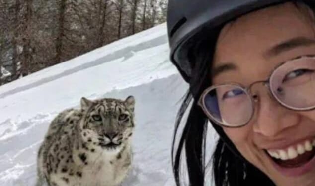 This is the chilling selfie a skiing tourist took with a rare snow leopard just moments before it mauled her face