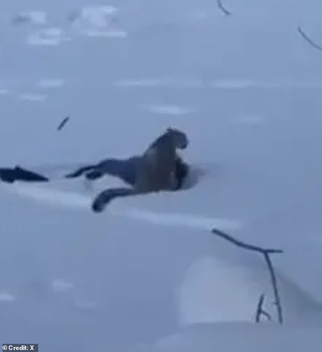 Local reports say the incident happened when the skier moved dangerously close to the wild animal while trying to take a photo on her way back to her hotel