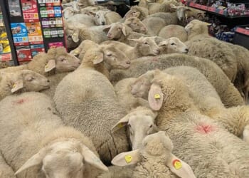 Lamb shops! Scores of hungry sheep flocked their way into German discount supermarket Penny after breaking free from a nearby field in Bavaria on Monday