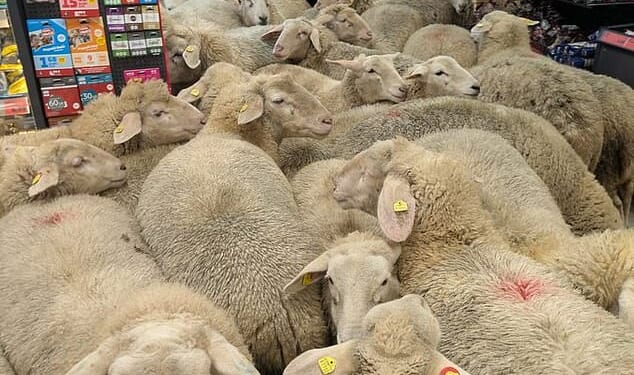 Lamb shops! Scores of hungry sheep flocked their way into German discount supermarket Penny after breaking free from a nearby field in Bavaria on Monday