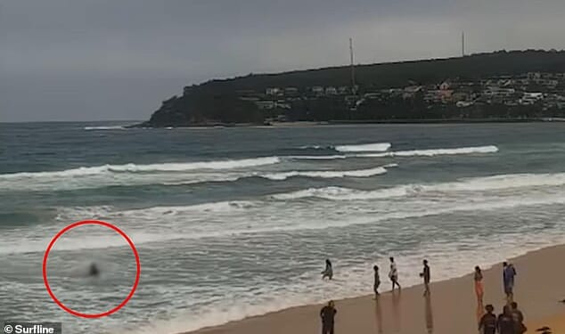 New footage from the latest attack shows the man being dragged from the water by other beachgoers who performed first aid until paramedics arrived