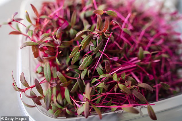 Amaranth, microgreen shoots pictured above, is a pseudograin, technically a seed, packed with nutrients (stock image)