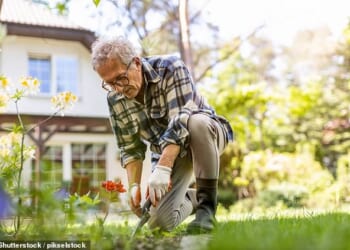 Dr Tom Maclaren, a consultant psychiatrist at Re:Cognition Health in London, says: 'A recent UK study found those who engaged in more outdoor physical activity had a lower risk of developing all types of dementia' (Pictured: a man gardening)