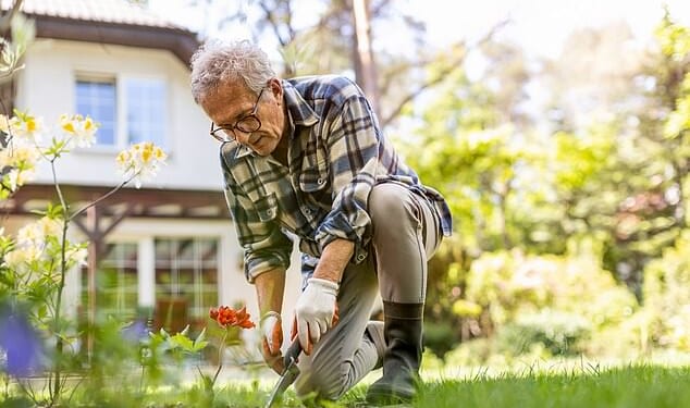 Dr Tom Maclaren, a consultant psychiatrist at Re:Cognition Health in London, says: 'A recent UK study found those who engaged in more outdoor physical activity had a lower risk of developing all types of dementia' (Pictured: a man gardening)