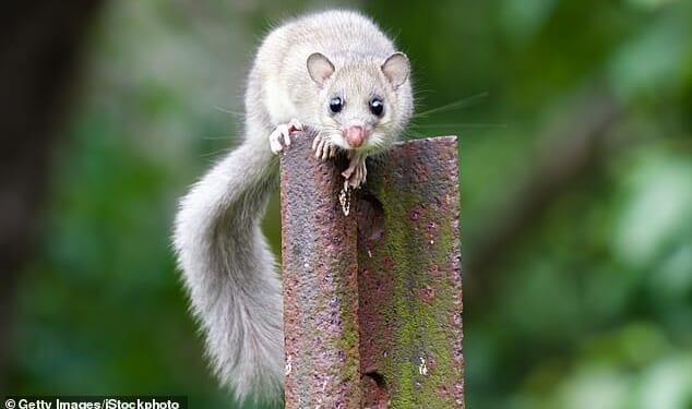 The cute appearance of glis glis is deceptive given the chaos they cause. Think the Terminator dressed up as Bambi