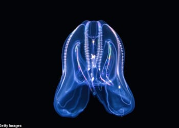 Venice is facing an extraordinary invasion of a bizarre, cannibalistic jellyfish that scientists warn is threatening fish stocks and wreaking havoc across the city's fragile lagoon ecosystem (stock image)